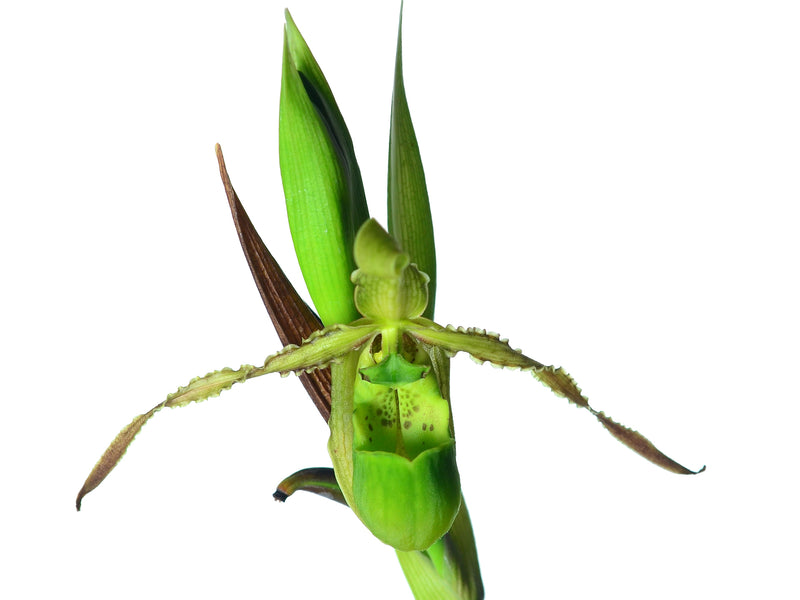 Phragmipedium reticulatum