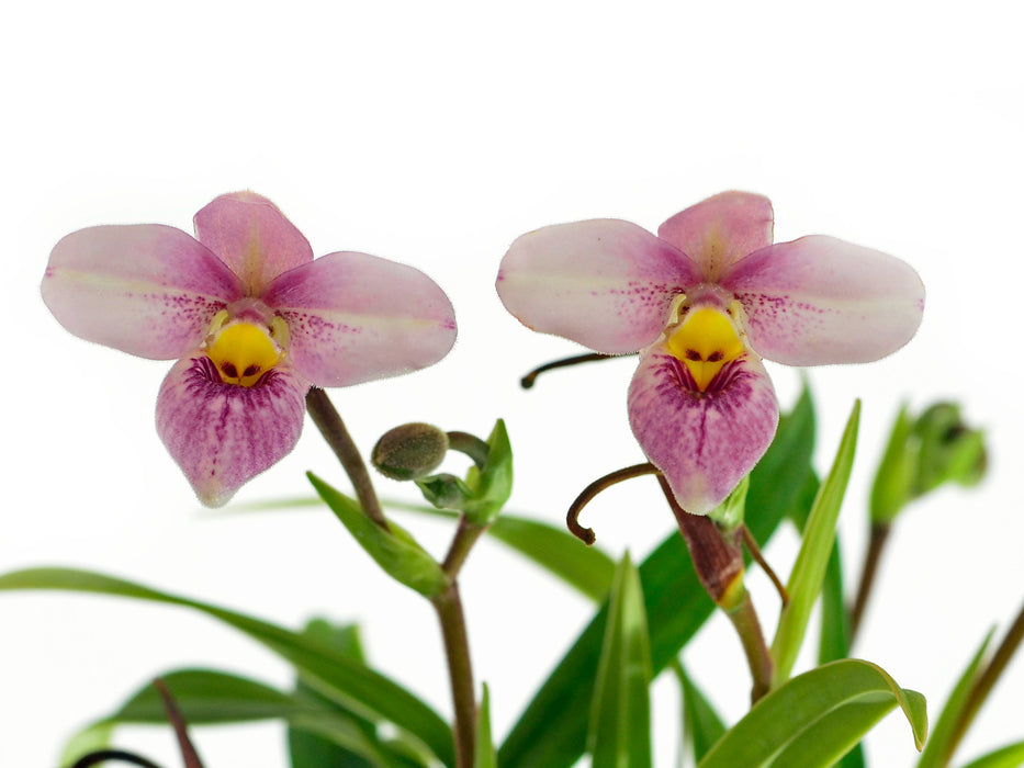 Phragmipedium schlimii