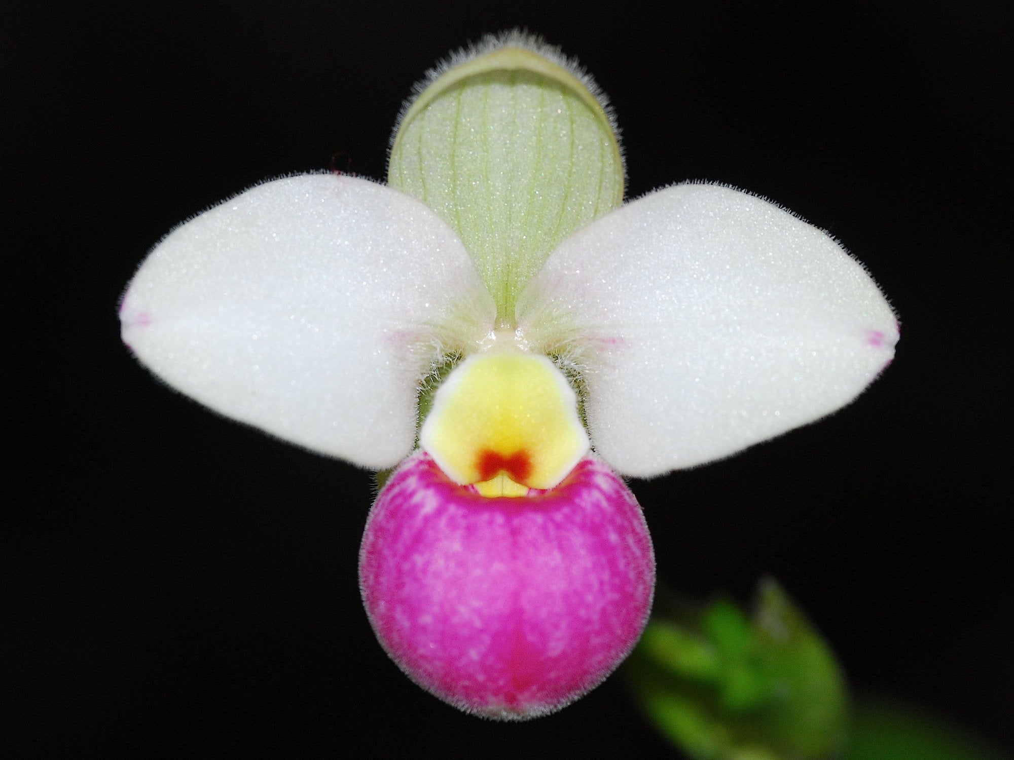 Phragmipedium schlimii var. manzurii 'Gigi'  001213
