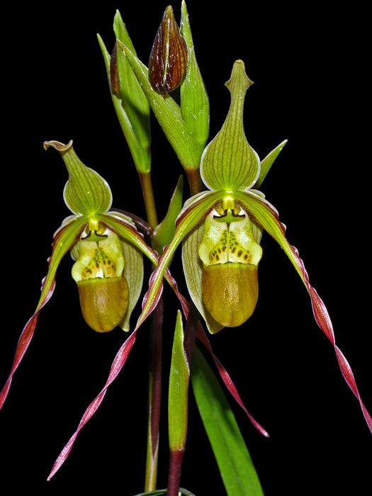 Phragmipedium x richteri