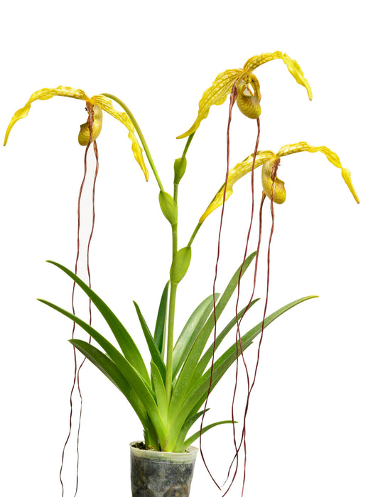 Phragmipedium caudatum