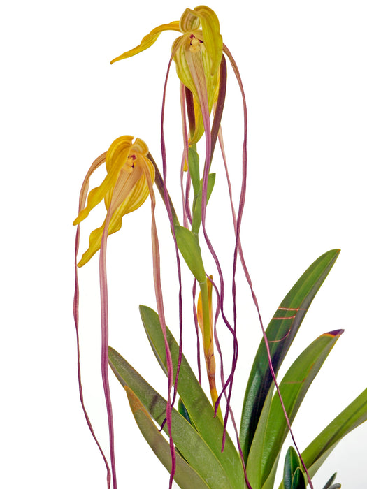 Phragmipedium lindenii