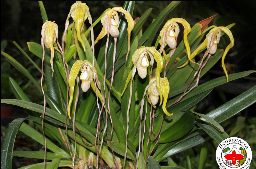 Phragmipedium warszewiczianum var wallisii