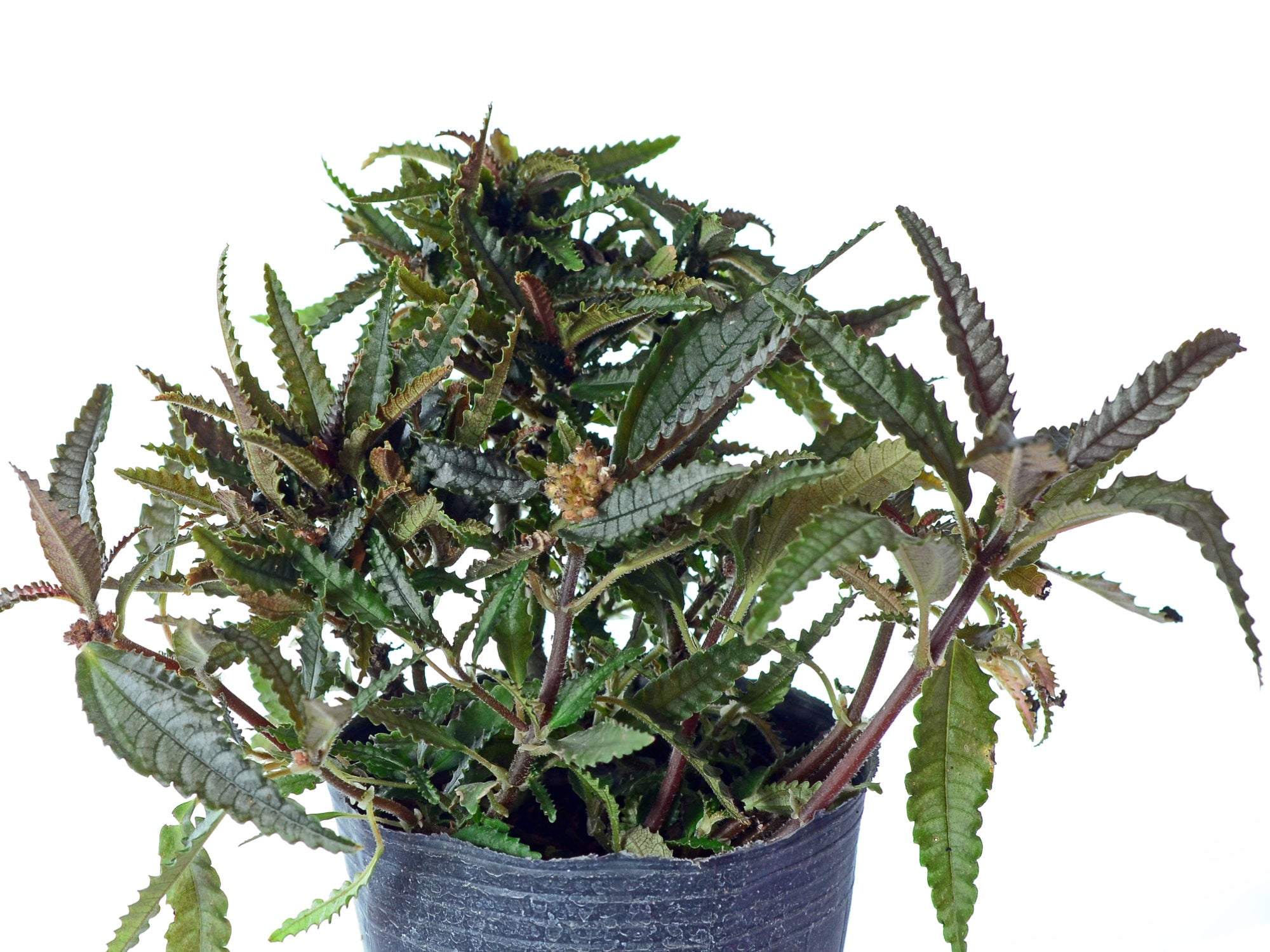 Pilea spruceana