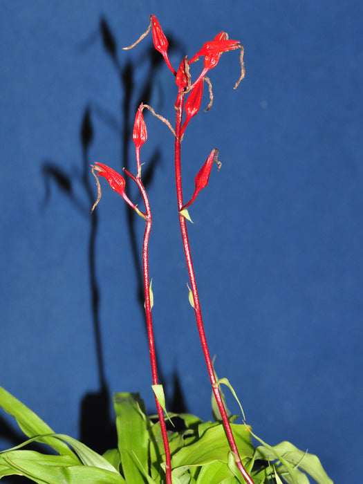 Pitcairnia condorensis