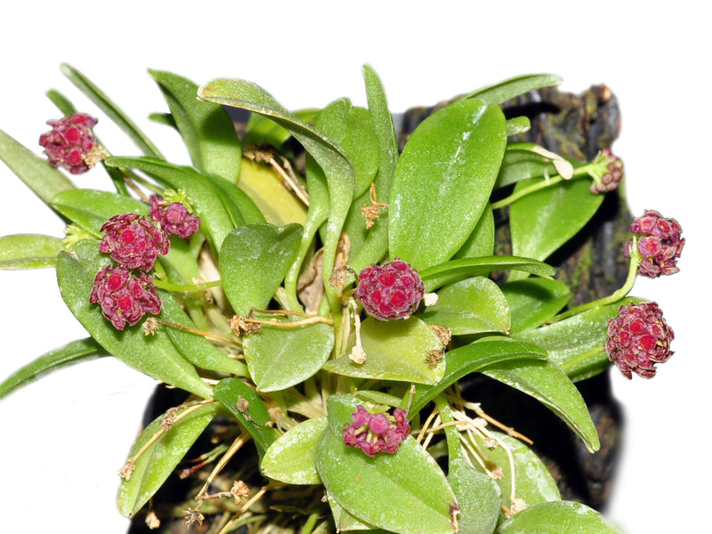 Platystele umbellata