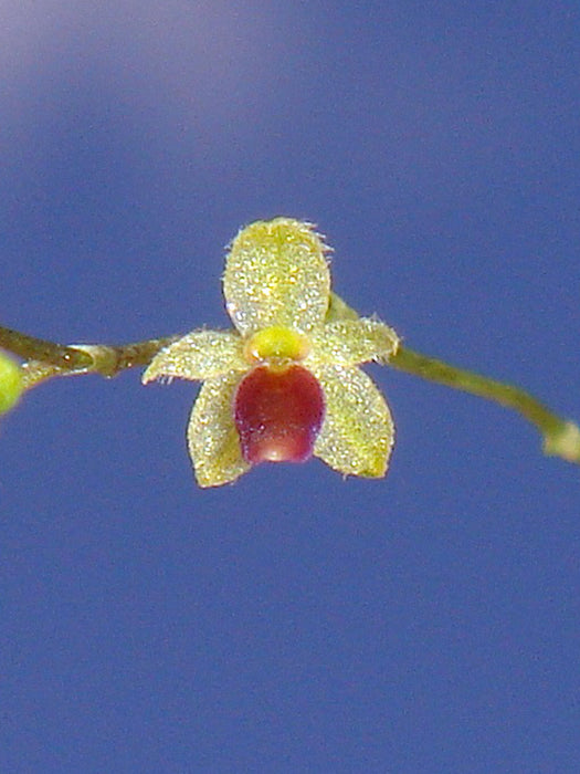 Platystele argentosa