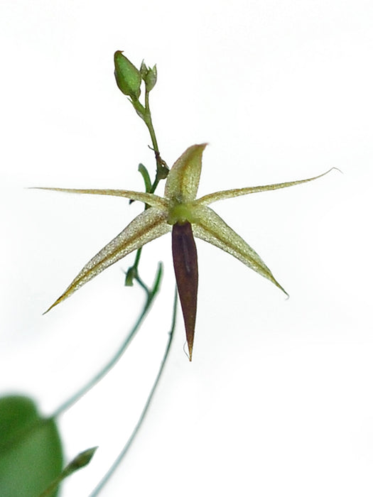 Platystele lancilabris