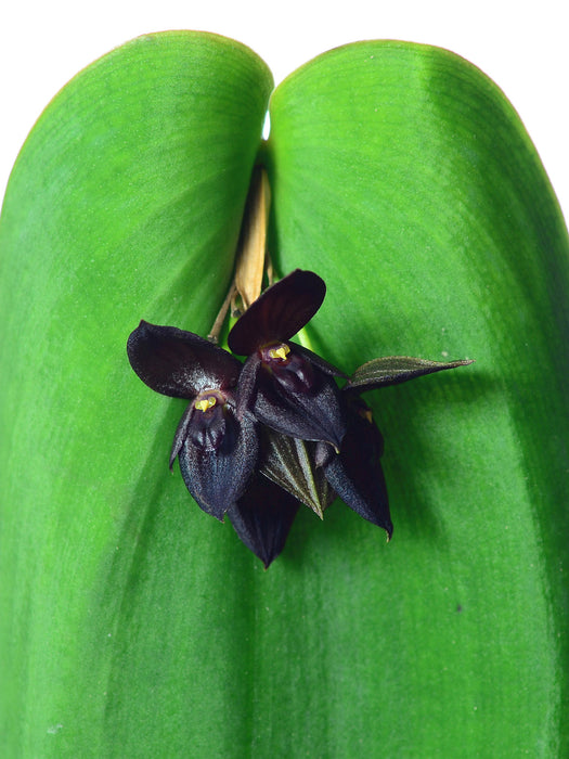 Pleurothallis Walnut Valley