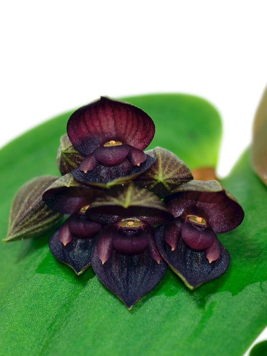 Pleurothallis Tomebamba