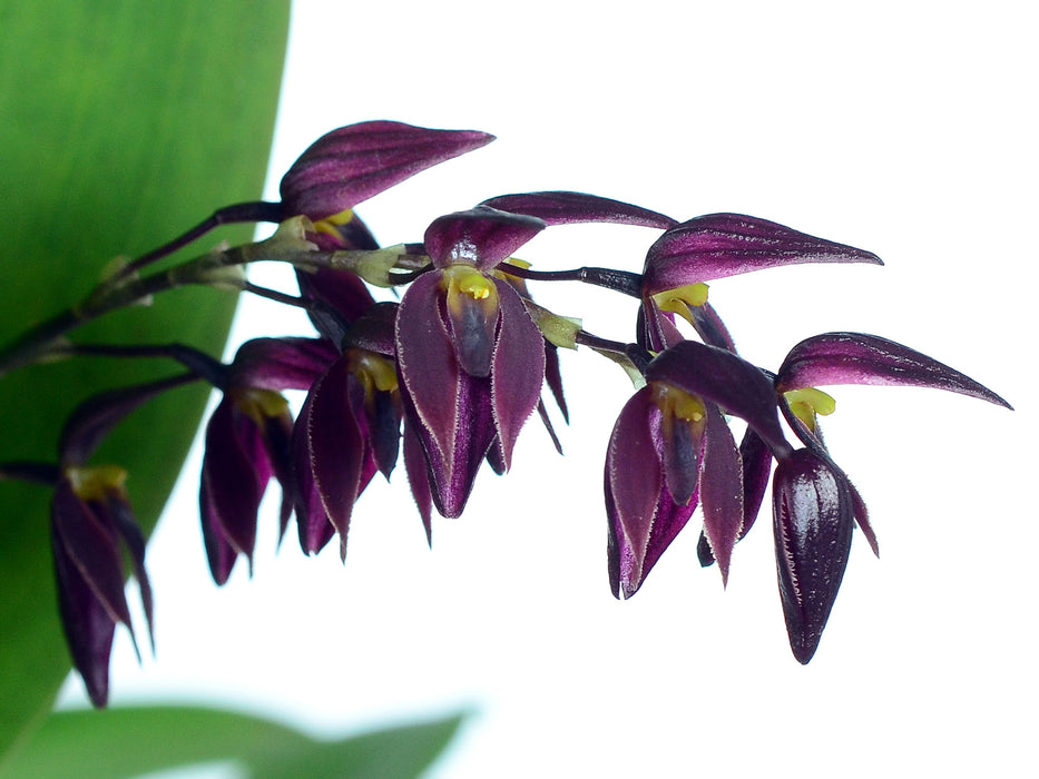 Pleurothallis alvaroi red