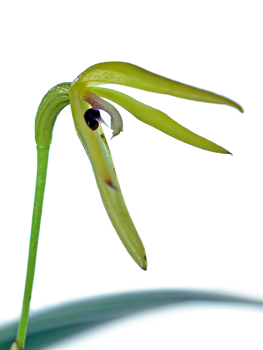 Pleurothallis andreae