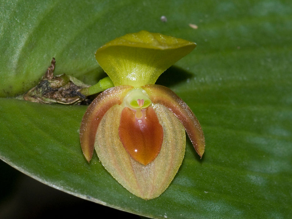 Pleurothallis bivalvis ´Ecuagenera`