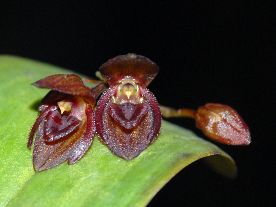 Pleurothallis blepharopetala