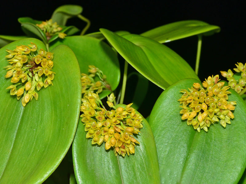 Pleurothallis canaligera