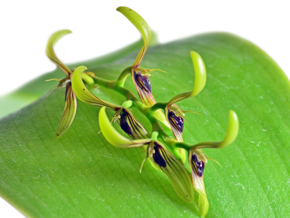 Pleurothallis decurrens