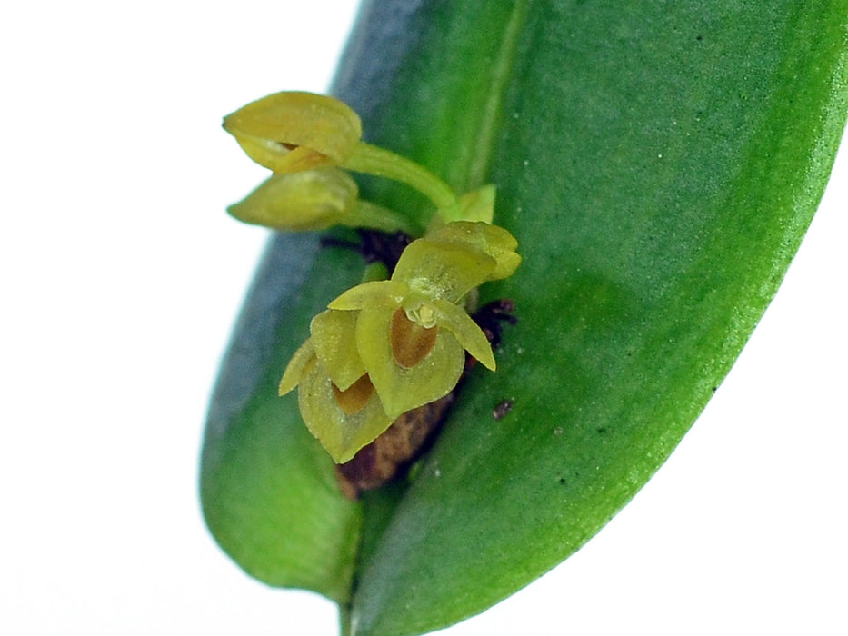 Pleurothallis dibolia