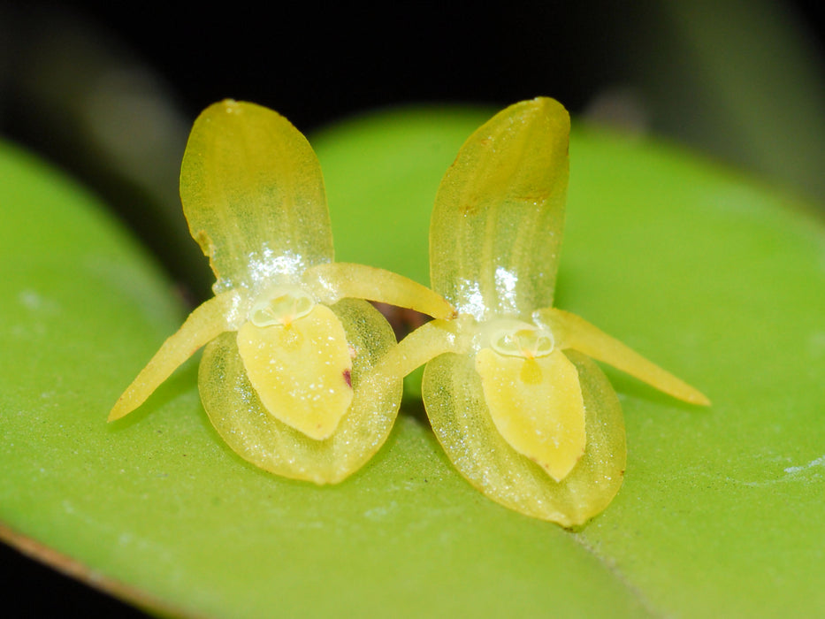 Pleurothallis dubbeldamii