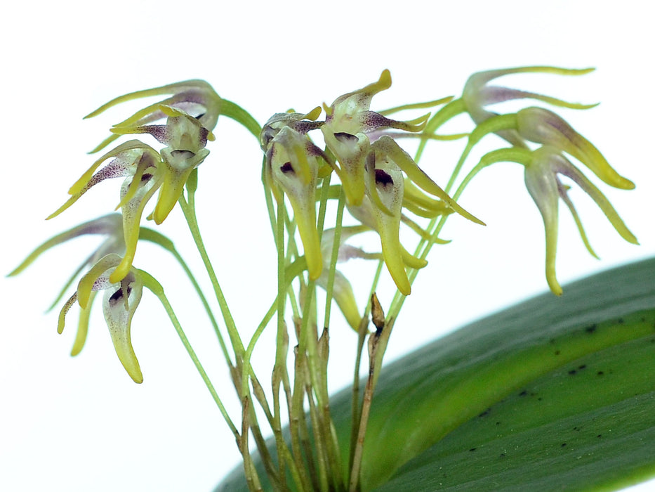 Pleurothallis dunstervillei