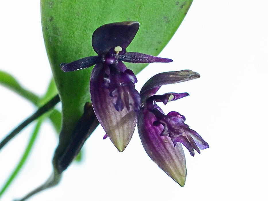 Pleurothallis jostii