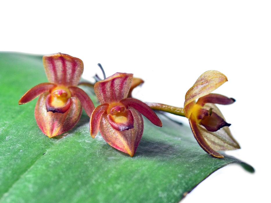 Pleurothallis omoglossa