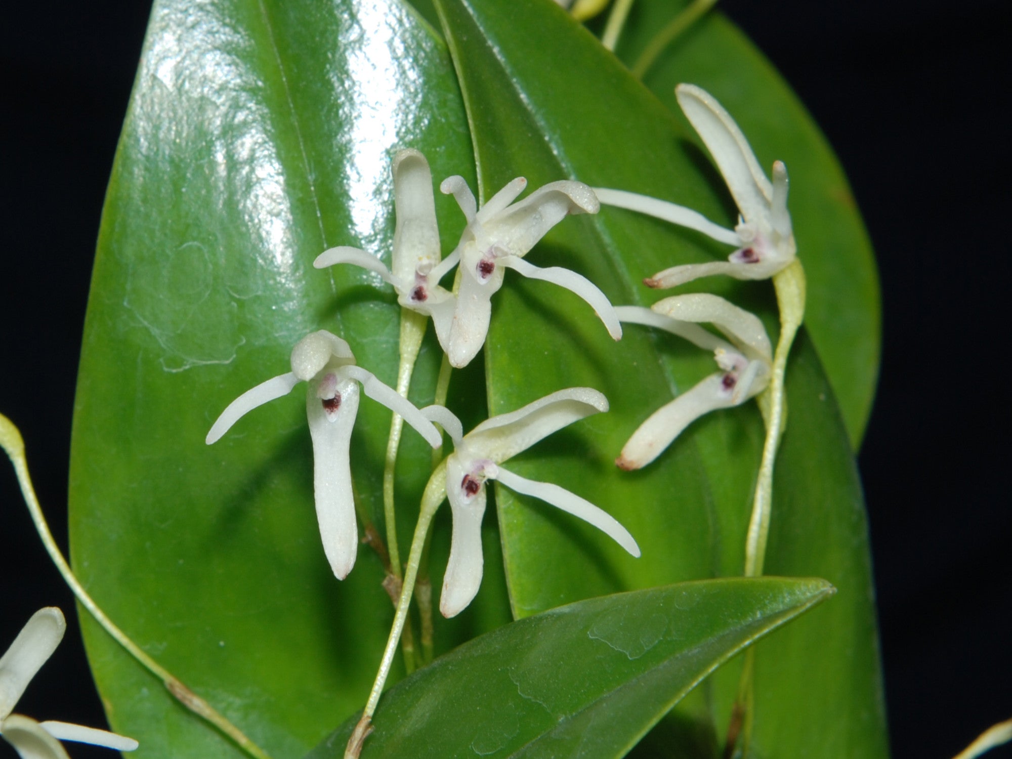 Pleurothallis renieana