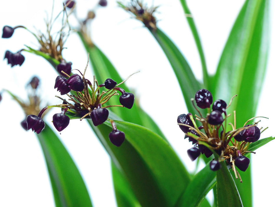 Pleurothallis ruscaria