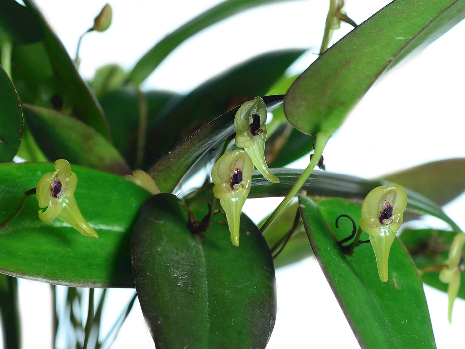 Pleurothallis scurrula