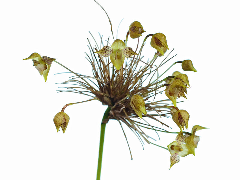 Pleurothallis silverstonei