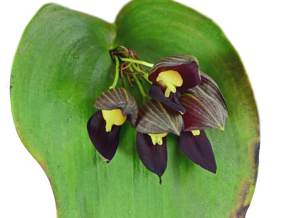 Pleurothallis teaguei