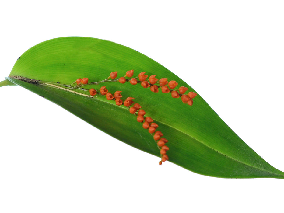 Pleurothallis truncata