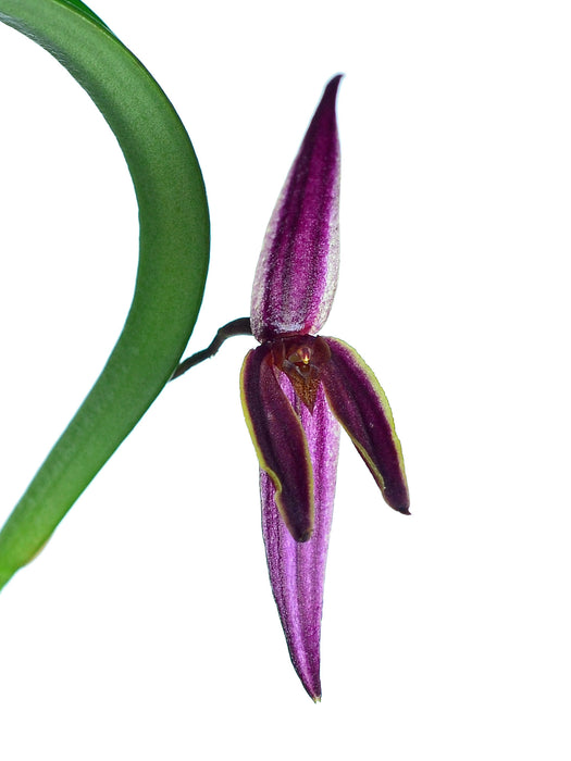 Pleurothallis allenii