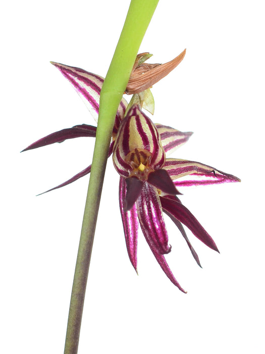 Pleurothallis aporosis