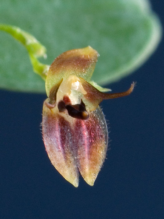 Pleurothallis barbulata