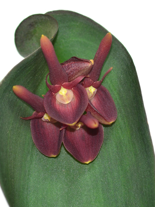 Pleurothallis calceolaris dark red