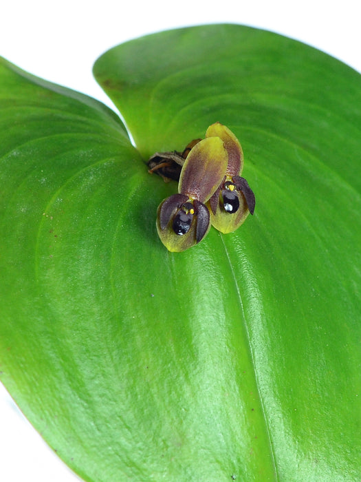 Pleurothallis cordata