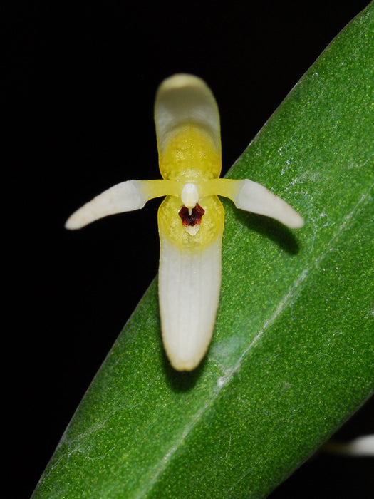 Pleurothallis crocodiliceps