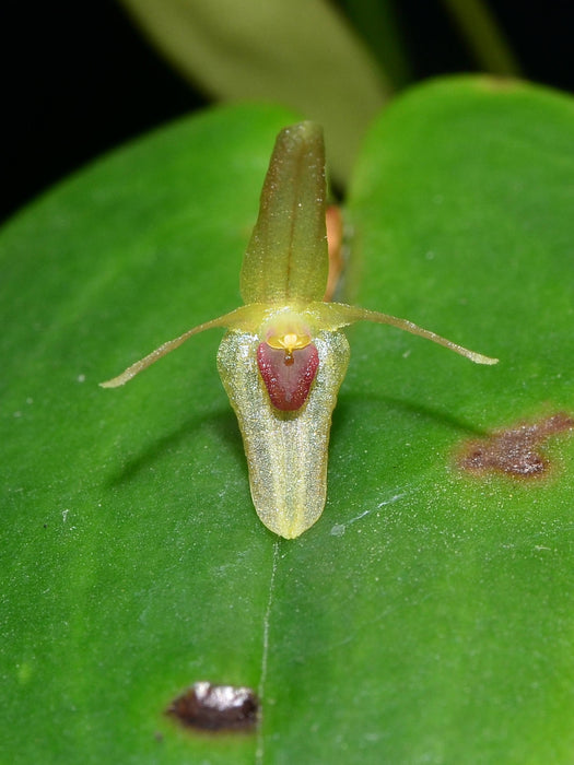 Pleurothallis crucifera