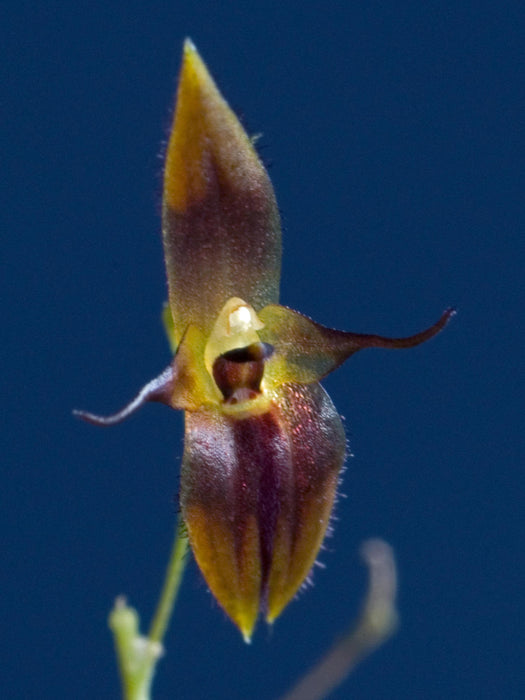 Pleurothallis cuspidata