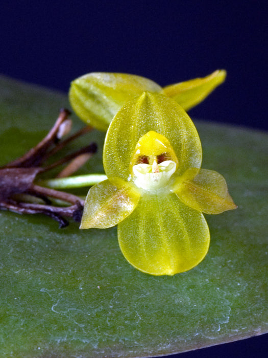 Pleurothallis epiglottis