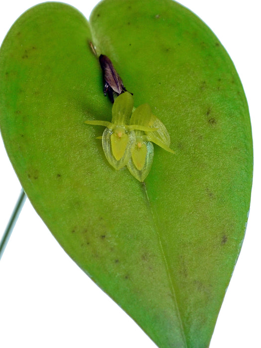 Pleurothallis erythrium