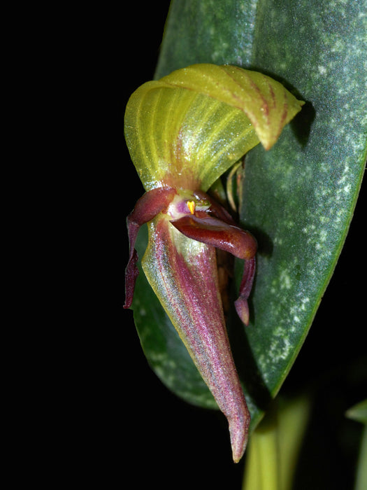 Pleurothallis grandiflora 'Gigi'