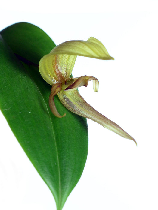 Pleurothallis grandiflora