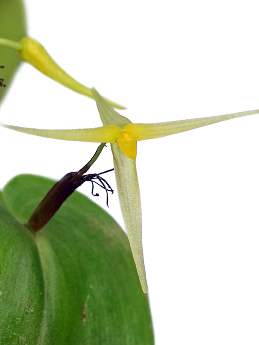 Pleurothallis index