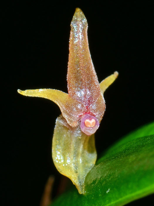 Pleurothallis kaynagata