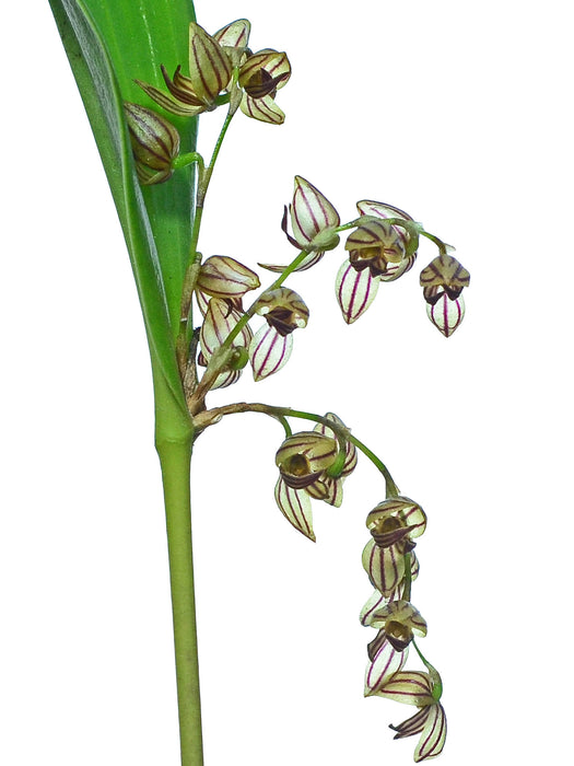 Pleurothallis lindenii