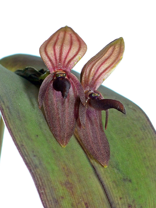 Pleurothallis linguifera