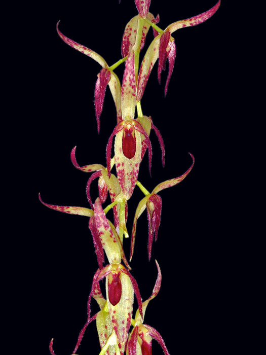 Pleurothallis loranthophylla