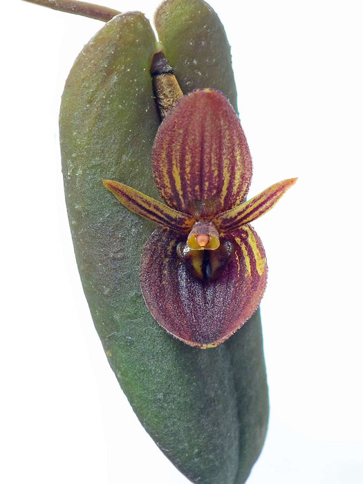 Pleurothallis lynniana