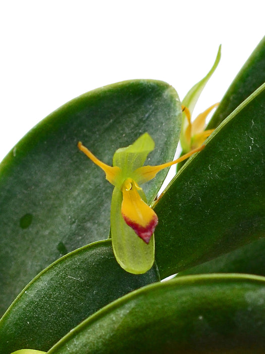 Pleurothallis medinae